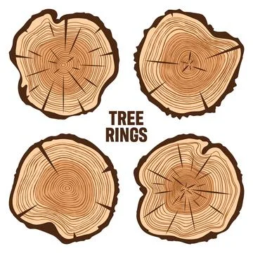 Round tree trunk cuts with cracks, sawn pine or oak slices, lumber. Saw cut Stock Illustration