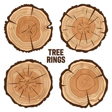 Round tree trunk cuts with cracks, sawn pine or oak slices, lumber. Saw cut Stock Illustration