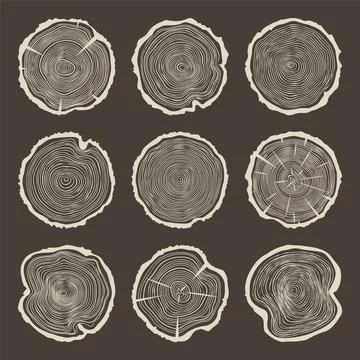 Round tree trunk cuts with cracks, sawn pine or oak slices, lumber. Saw cut Stock Illustration