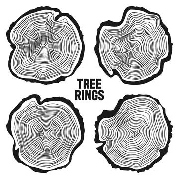 Round tree trunk cuts, sawn pine or oak slices, lumber. Saw cut timber, wood Stock Illustration