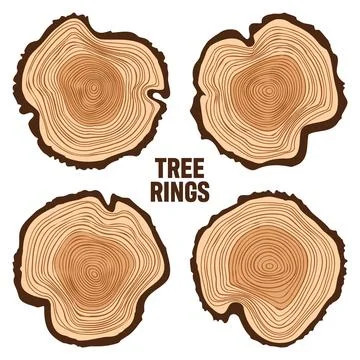 Round tree trunk cuts, sawn pine or oak slices, lumber. Saw cut timber, wood 스톡 일러스트