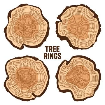 Round tree trunk cuts, sawn pine or oak slices, lumber. Saw cut timber, wood Stock Illustration