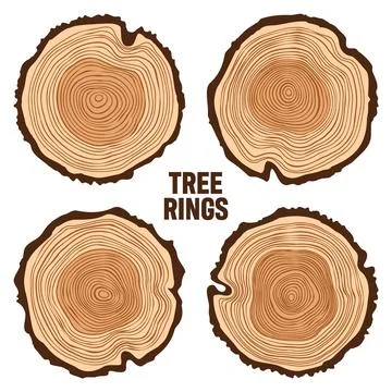 Round tree trunk cuts, sawn pine or oak slices, lumber. Saw cut timber, wood Stock Illustration