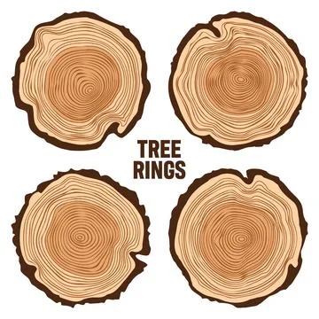 Round tree trunk cuts, sawn pine or oak slices, lumber. Saw cut timber, wood Stock Illustration