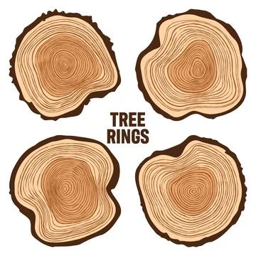 Round tree trunk cuts, sawn pine or oak slices, lumber. Saw cut timber, wood Stock Illustration