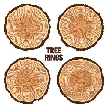Round tree trunk cuts, sawn pine or oak slices, lumber. Saw cut timber, wood Stock Illustration