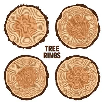 Round tree trunk cuts, sawn pine or oak slices, lumber. Saw cut timber, wood Stock Illustration