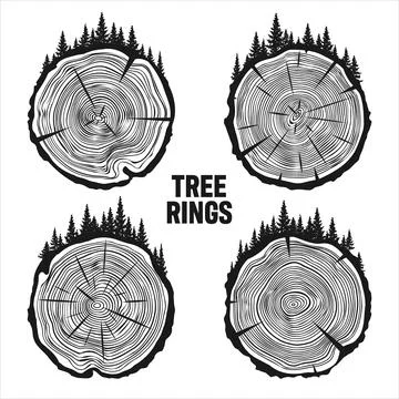 Round tree trunk cuts with trees and forest. Sawn pine or oak slices, lumber Stock Illustration