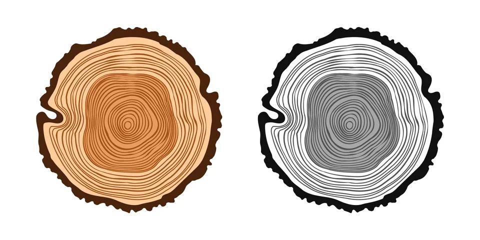 Round tree trunk cuts in various colors, sawn pine or oak slices, lumber. Saw Stock Illustration