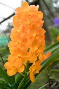Round trip thailand july 2017 - Mae Rim Chiang Mai - Sai Nam Phung Orchid Stock Photos