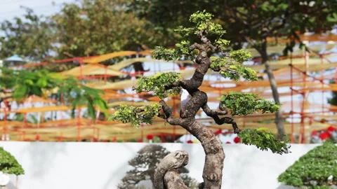 Round view of bonsai tree. Stock Footage 303723433