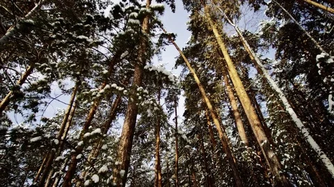 Round view of Winter Forest Stock Footage 70841234