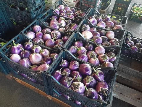 Round violet eggplants in black plastic basket Stock Photos