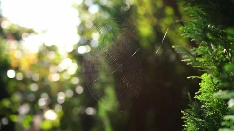 Round web sparkles in the sun and sways in the wind on green branches Stock Footage 267878904