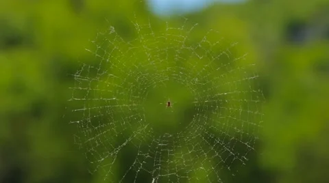 Round Web With Spider At Nature Vídeos de archivo 64516374