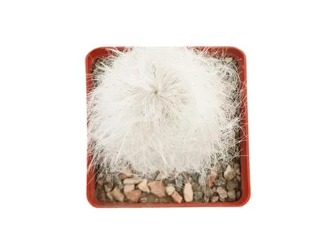 Round white cactus in a square red pot on gravel Stock Photos
