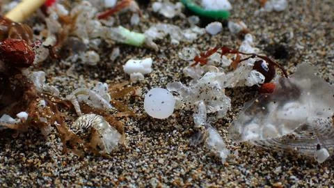 Round white microplastic mimicked between the sail of a velella velella jel.. Stock Photos