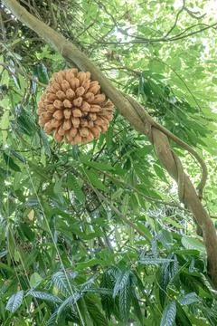 Round Wild Fruit Cluster on Thick Liana Canopy Stock Photos