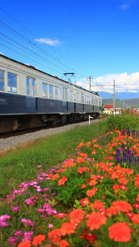 The Round Window Train of the Bessho Line 7253 Formation and the Flower Field 스톡 동영상 330609235