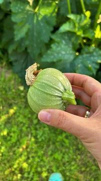 Round zucchini Stock Photos