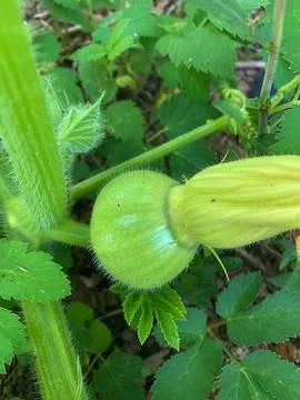 Round zucchini Stock Photos