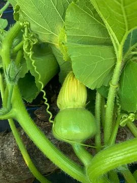 Round zucchini Stock Photos