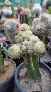 Rounded cactus with reddish graft stem among cacti Stock Photos