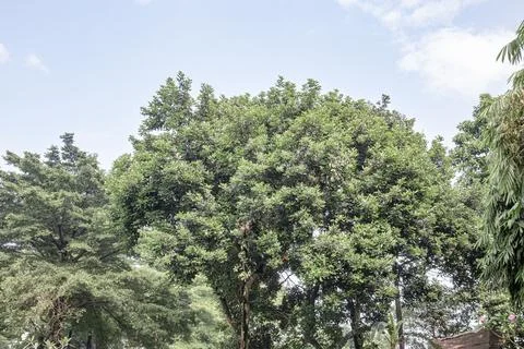 Rounded Evergreen Tree Crown for Tropical Garden Background Stock Photos