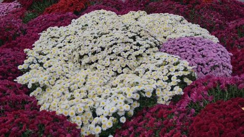 Rounded Flower Bed with White, Red, and Pink Blooms Stock Photos