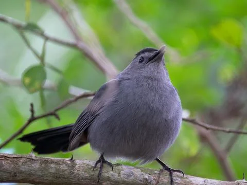 Rounded Gray Catbird on Tree Stock Photos