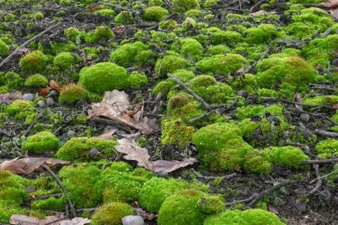 Rounded green moss and fallen leaves Stock Photos