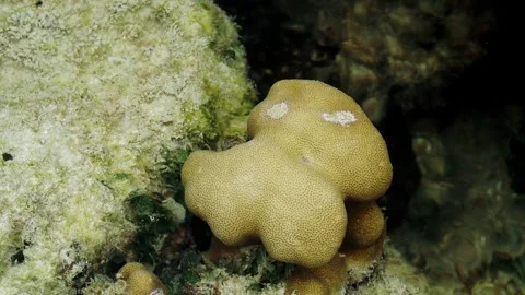 Rounded Hard Coral Colony Growing on Shallow Reef Video stock 339543017
