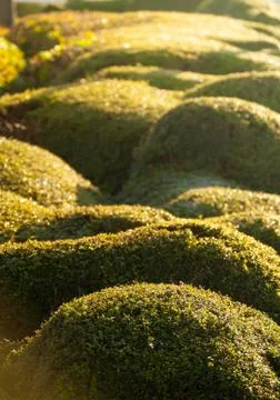 Rounded hedge Stock Photos