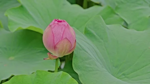 Rounded Pink Lotus Bud Set Against Overlapping Green Leaves Stock Footage 345291775