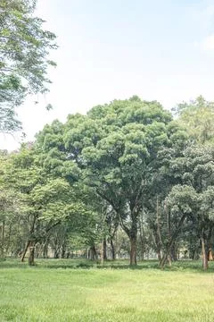 Rounded Shade Tree for Green Landscape Design Concepts Stock Photos