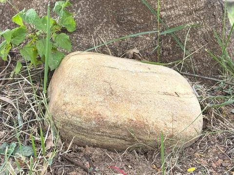 Rounded stone at the foot of a tree Stock Photos