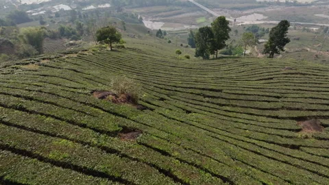 Rounded Tea Terrace Patterns in Muong Khoa, Lai Chau Vietnam Stock Footage 333440782