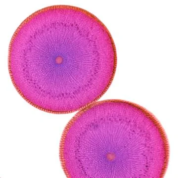Roundworm ovaries; light micrograph Stock Illustration