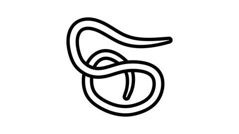 Roundworm parasite line icon animation Video stock 326127331