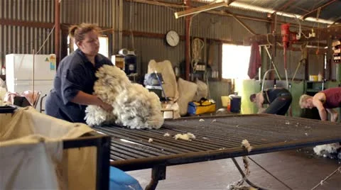 Rousabouts fleecing freshly shorn wool in a shearing shed Stock Footage 20543626