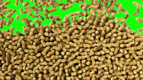 Rousted peanuts falling down. Dried peanuts drooping and stacking. Vídeo Stock 278650678
