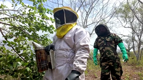 Routine hive inspection using protective gear and bee smoker Stock Footage 342075598