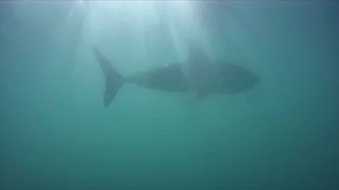 ROV Salmon Shark Ghost Stock Footage 232900160