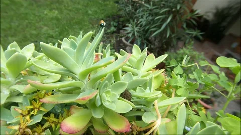 Rovar, bug, flover, garden, macro Video stock 109090010