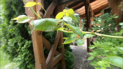 Rovar, bug, flover, garden, macro Video stock 109090015