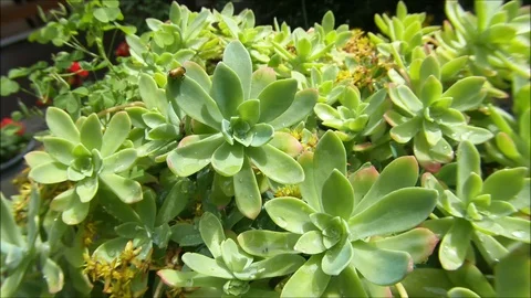 Rovar, bug, flover, garden, macro Video stock 109090028