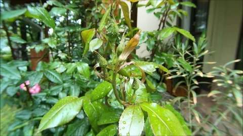 Rovar, bug, flover, garden, macro Video stock 109090033