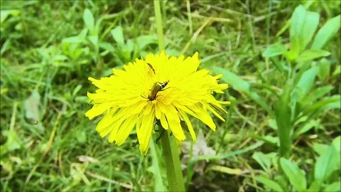 Rovar, bug, flover, garden, macro Video stock 109090037