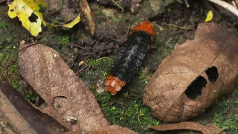 Rove Beetle Crawling on Tropical Forest Floor After Rain 스톡 동영상 335355941