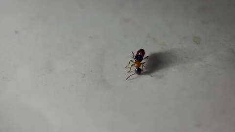 Rove Beetle Stock Footage 292725679